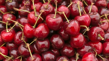 Sticker - A close-up of a pile of ripe red cherries.