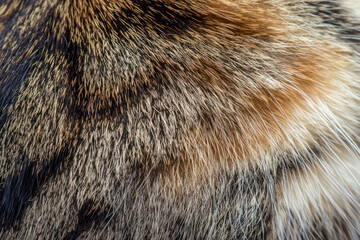 cat fur very close up.