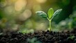 © Attasit - Young plant sprouting from the soil, representing growth and new beginnings
