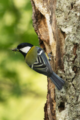 Wall Mural - Great tit entering a nesting cavity in a tree during breeding season in Estonia, Northern Europe	