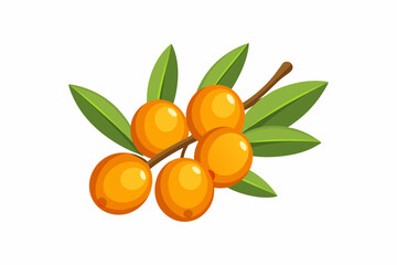 Delicious fruit sea buckthorn vector art illustration