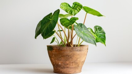 Wall Mural - A potted green plant with large leaves and reddish stems