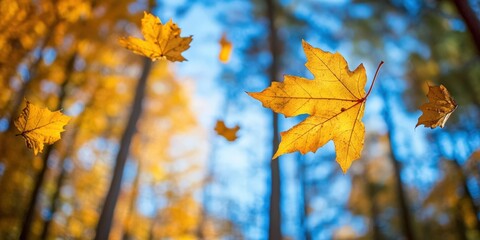 vibrant autumn leaves against a blue sky