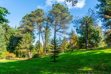 Wall Mural - Seattle Arboretum Trees