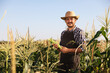 © New Africa - Farmer harvesting fresh ripe corn in field on sunny day