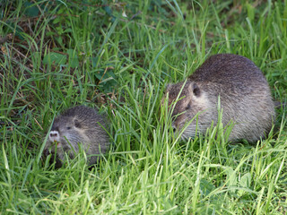 Nutria eating grass, Circeo National Park, Italy