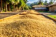 © Latsamee - Unhulled rice seeds drying in the sun, processed into rice ready for cooking