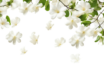 Wall Mural - PNG Photo of flying jasmine flowers outdoors blossom nature.