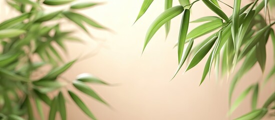 Aufkleber - young bamboo. with copy space image. Place for adding text or design