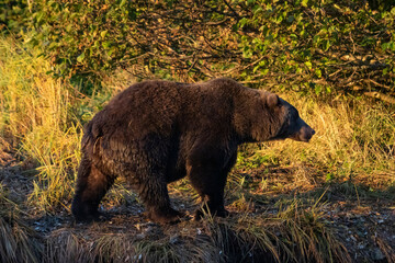 brown bear in the wild