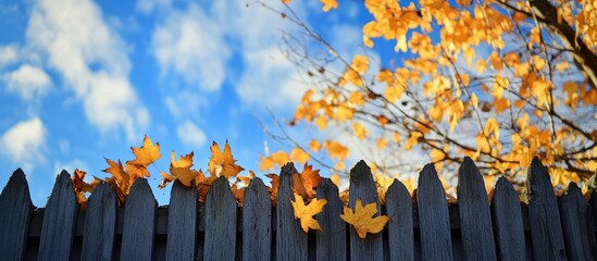Fototapete - Autumn has ended fallen yellow maple leaves are stuck on the fence and hanging creating a lovely autumn backdrop against the blue sky and a tree with yellow leaves. with copy space image