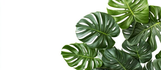 Poster - Top view of a branch of tropical palm leaves and a swiss cheese plant set against a white background with copy space
