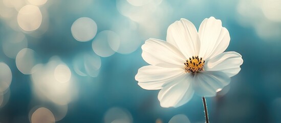 Poster - white flower set against a blurred background. with copy space image. Place for adding text or design