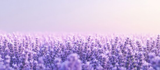 Aufkleber - Lavender blossoms. with copy space image. Place for adding text or design