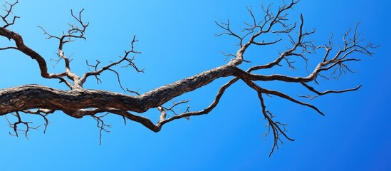 Poster - Tree branches set against the blue sky Copyspace available for text