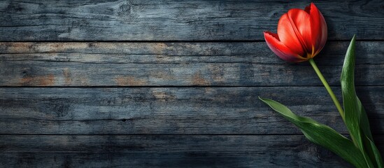 Fototapete - Tulip flower on a dark barn wood plank background Blank area for copy text or lettering Template for a postcard or greeting card