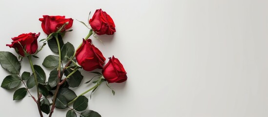 Poster - Large red blooming roses on a white background A present for your favorite woman. with copy space image. Place for adding text or design