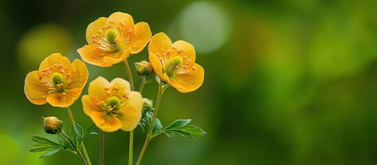 Poster - Geum Urbanum in bloom This medicinal plant serves as a choleretic and anti inflammatory agent in folk medicine during its spring flowering For site directory Copy space
