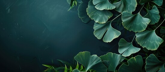 Poster - Green ginkgo leaves in late spring. with copy space image. Place for adding text or design