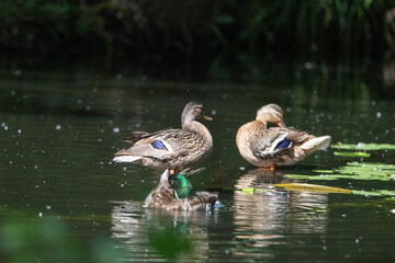 Wall Mural - Beautiful wild ducks are swimming in the pond.