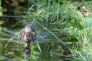 Wall Mural - Beautiful wild ducks are swimming in the pond.