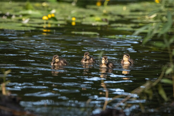 Wall Mural - Beautiful wild ducks are swimming in the pond.