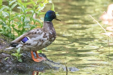 Wall Mural - Beautiful wild ducks are swimming in the pond.