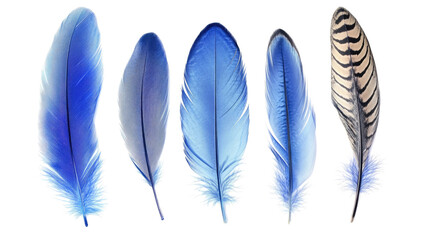 Poster - Vibrant Collection of Blue Feathers in Various Shapes and Sizes Generative AI