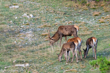 Wall Mural - Red deer in wildlife, Protection of Nature. Cervus elaphus in the wild