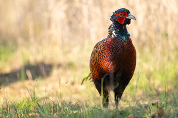 Wall Mural - Ringneck Pheasant, Phasianus colchicus in the habitat