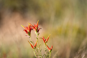 Wall Mural - close-up of Castilleja linariifolia, Wyoming Indian paintbrush