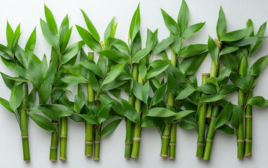 Canvas Print - A bunch of bamboo leaves are arranged in a row. The leaves are green and appear to be fresh. The arrangement of the bamboo leaves creates a sense of order and harmony