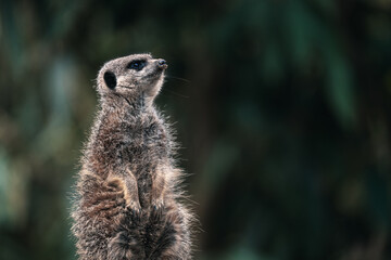 meerkat sitting, cute wild animal