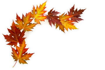 Wall Mural - autumnal maple leaves on a white background with space for text. top view, flat lay