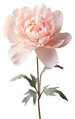 Canvas Print - PNG Peony flower blossom plant rose.