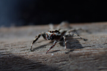 Wall Mural - close up of small spider