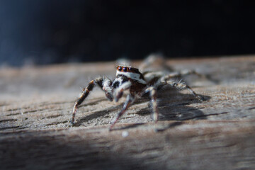 Wall Mural - close up of small spider