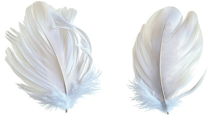 Poster - Elegant White Bird Feathers Displayed on a Transparent Background Generative AI