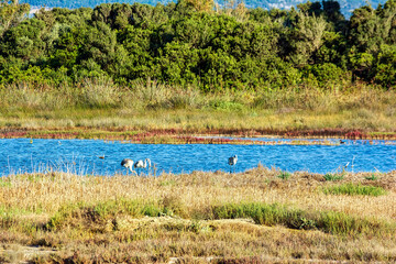 Wall Mural - Birds Wading in Gialova Lagoon, Greece