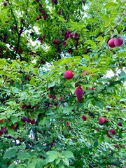 Wall Mural - Juicy plums grow and ripen on a fruit tree, healthy food