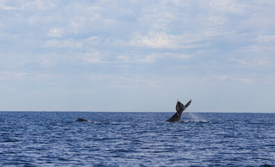 whale tail in the ocean