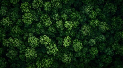 Poster - Aerial View of Lush Green Forest Canopy Displaying Rich Biodiversity and Verdant Landscape : Generative AI
