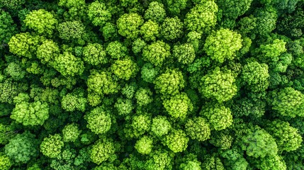 Poster - Lush Green Forest Canopy Captured from Above in Vibrant Detail : Generative AI