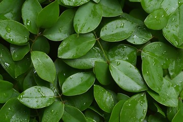 Poster - Top view of fresh green leaves with rain droplets on wet surface in a vibrant natural background : Generative AI