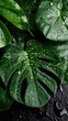 © chic designs - 植物デザインのための露の滴が付いた緑豊かなモンステラの葉