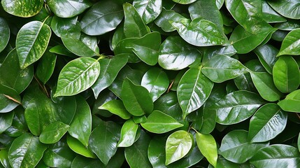 Aufkleber - Lush Green Foliage Background Ideal for NatureThemed Projects and Environmental Designs : Generative AI