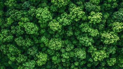 Aufkleber - Dense Green Woodland Aerial View with Vibrant Tree Canopy : Generative AI