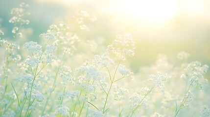 Poster - Ethereal Morning Light Illuminating Delicate White Flowers in a Serene Meadow : Generative AI