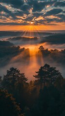 Poster - Peaceful Dawn in Misty Woodland Sun Rays Illuminating Trees : Generative AI