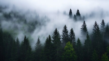Poster - Dense Pine Forest Enshrouded in Thick Mystical Fog at Dawn : Generative AI